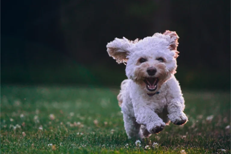 camping-pet-friendly-2